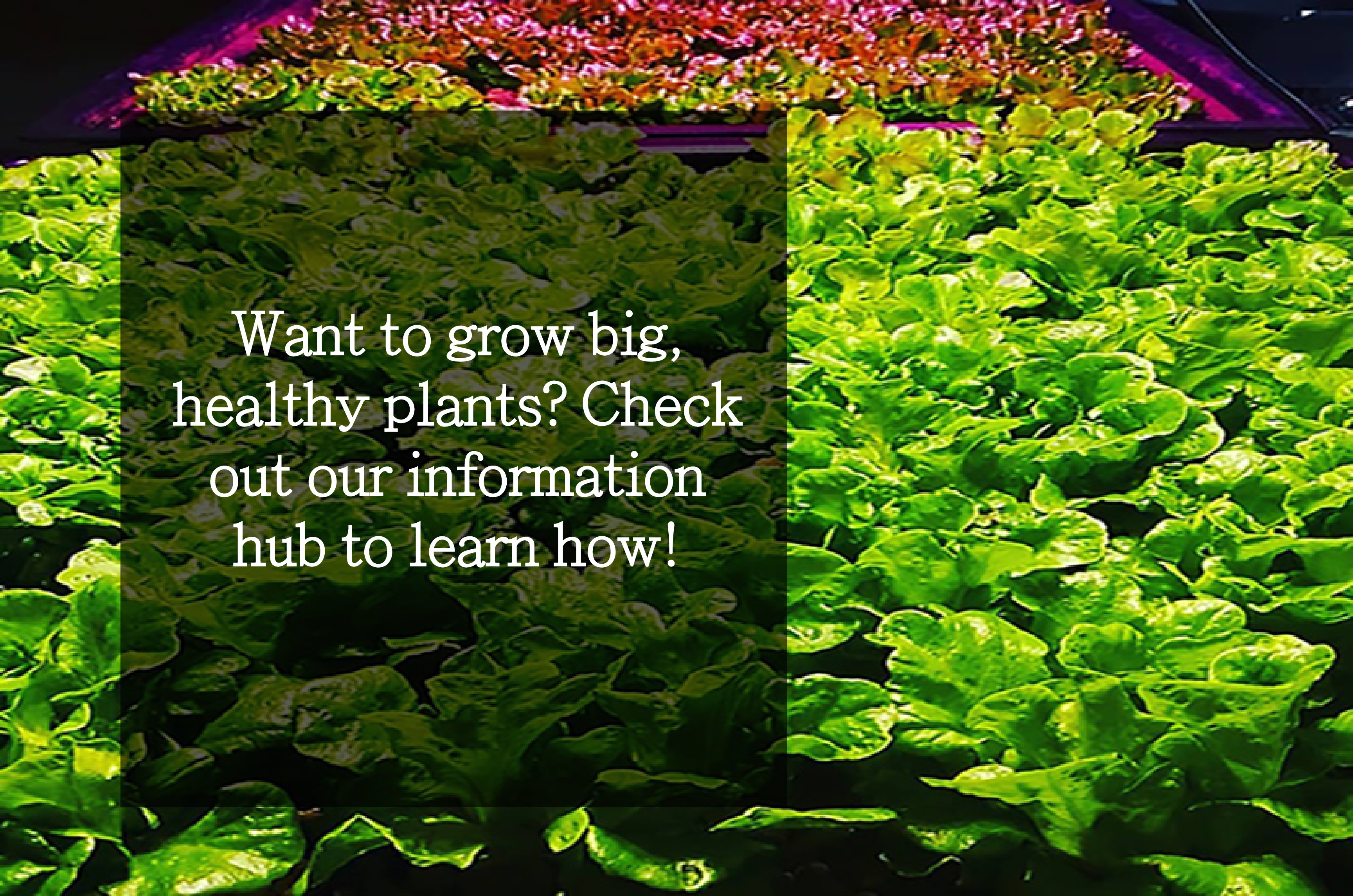 home - brite ideas aquaponics, hydroponics & organics